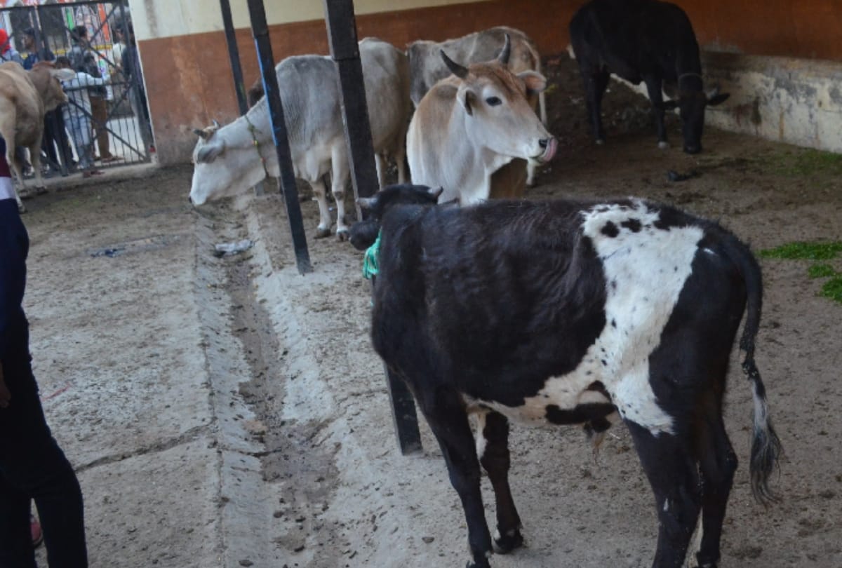 Baghpat: How health will improve, milch cow 14 and undernourished children 745