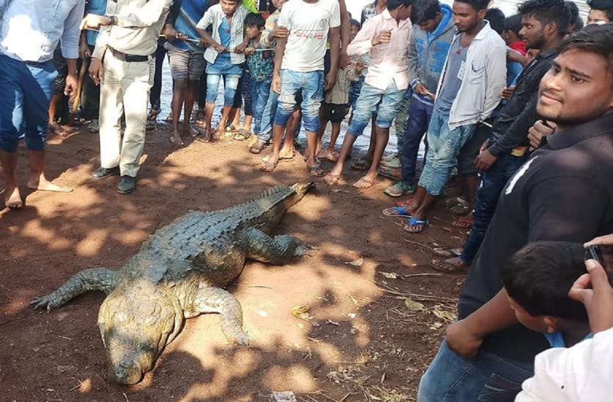 Crocodile Gangaram dead bemetra village cried, will build temple of Crocodile in bawa mohtara raipur