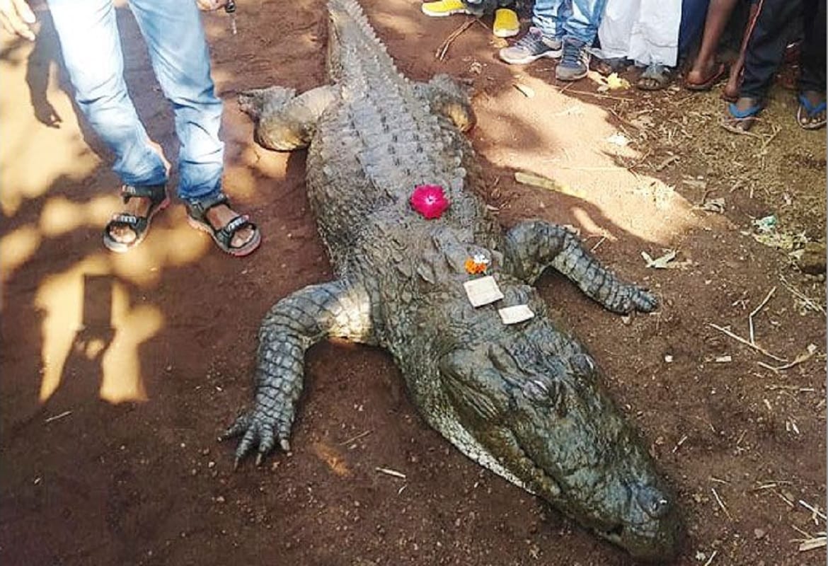 Crocodile Gangaram dead bemetra village cried, will build temple of Crocodile in bawa mohtara raipur