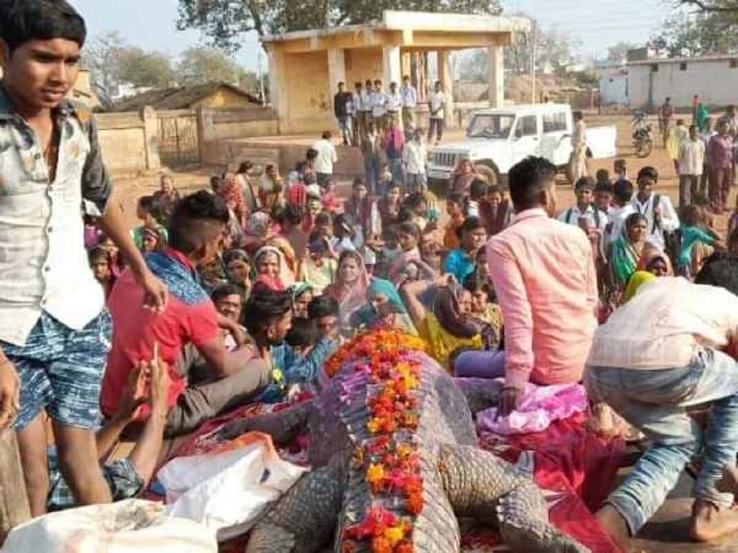 Crocodile Gangaram dead bemetra village cried, will build temple of Crocodile in bawa mohtara raipur