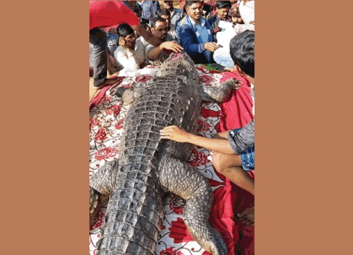 Crocodile Gangaram dead bemetra village cried, will build temple of Crocodile in bawa mohtara raipur