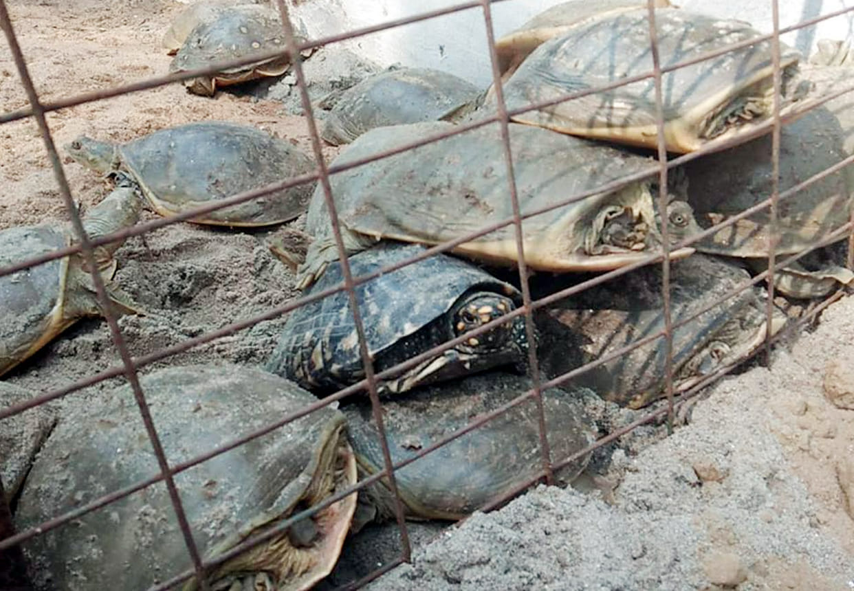 stf and forest department recovered 327 turtles