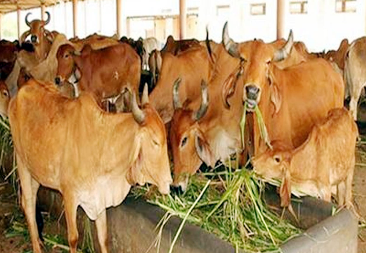 17 cattle missing from Gaushala in unnao