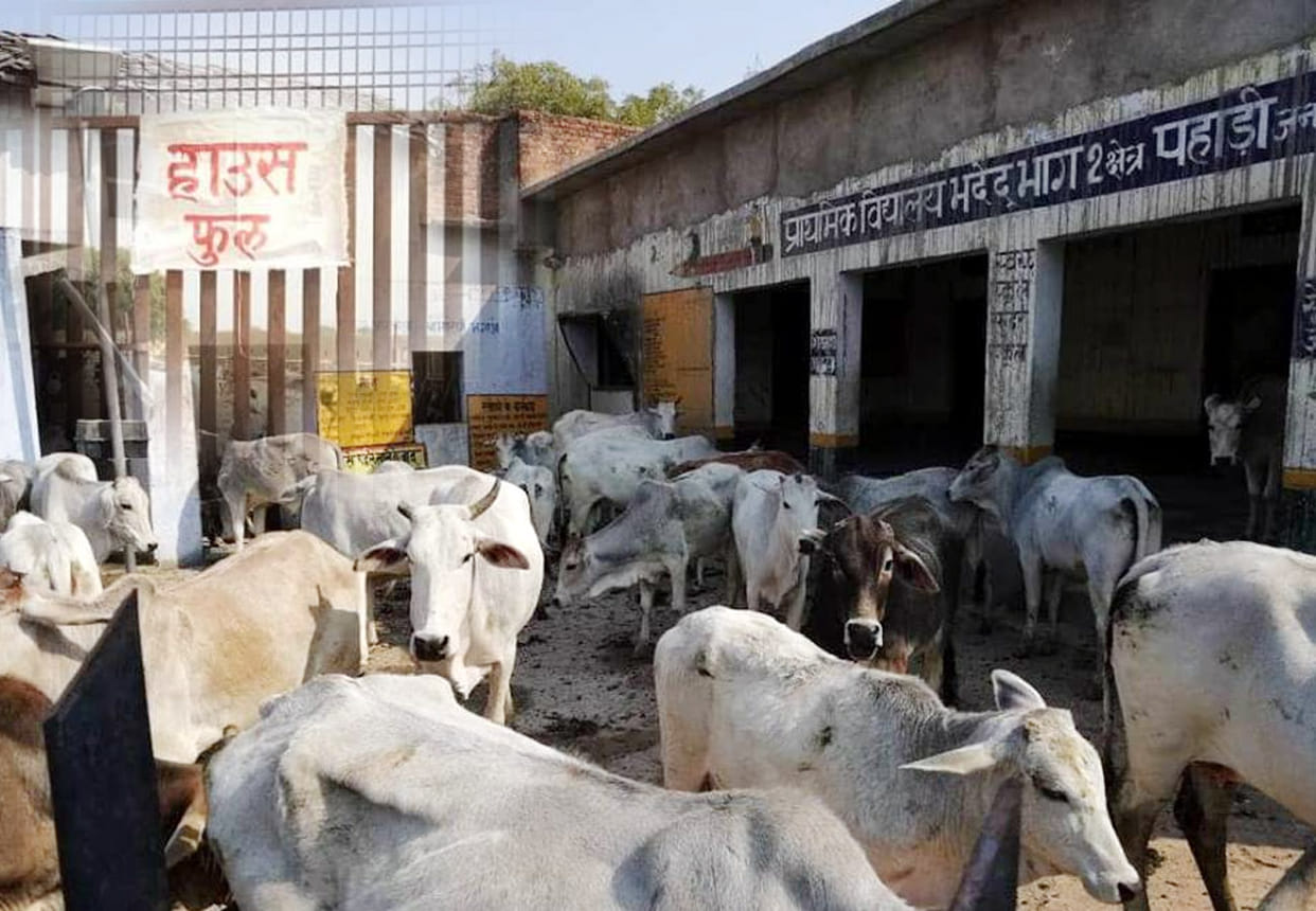 cattle problem in kanpur and chitrakoot