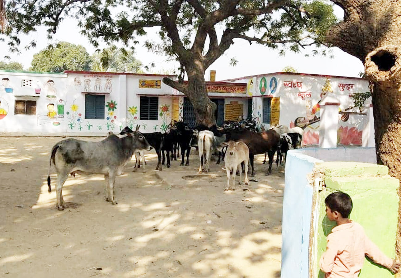 cattle problem in kanpur and chitrakoot