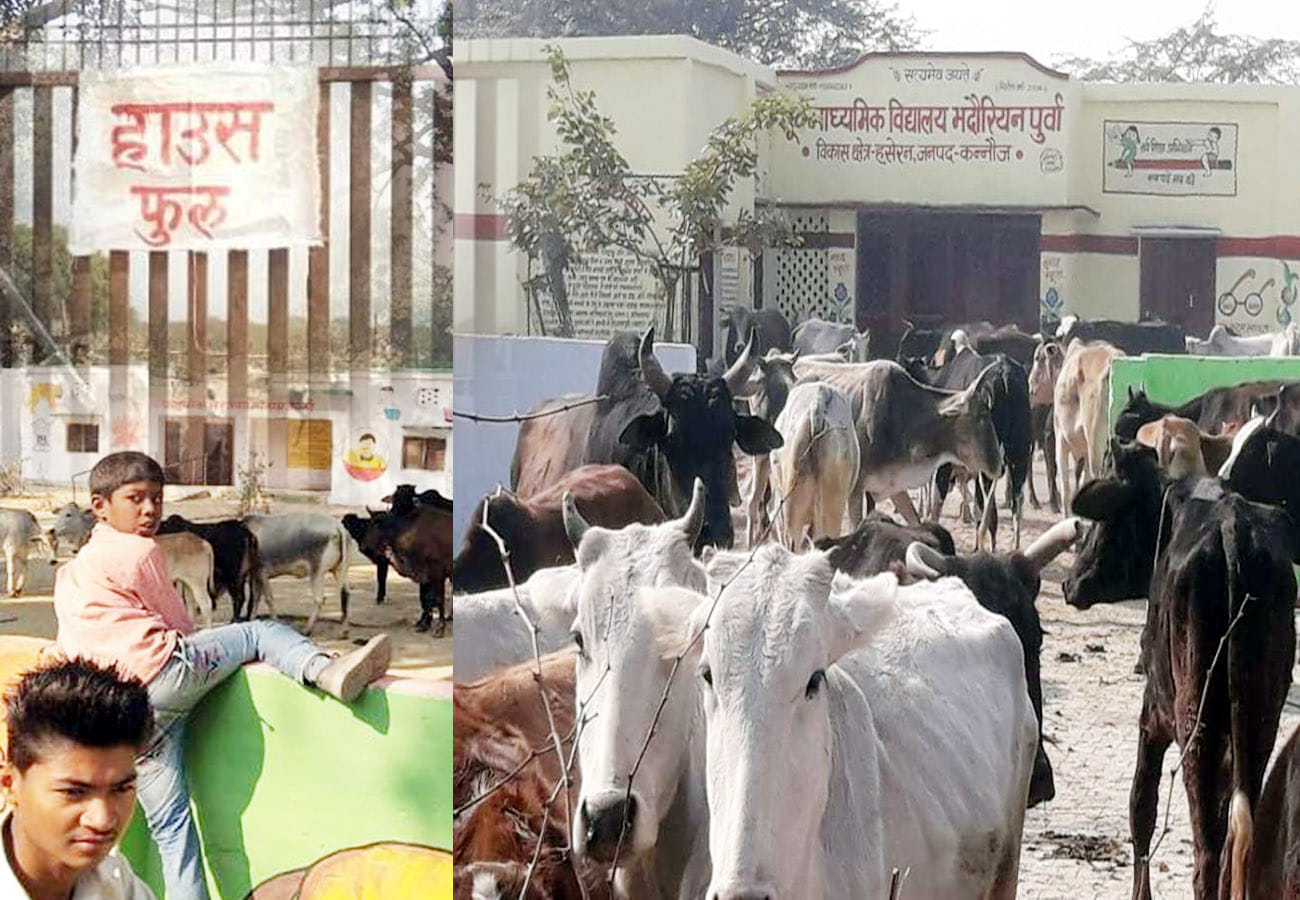 cattle problem in kanpur and chitrakoot