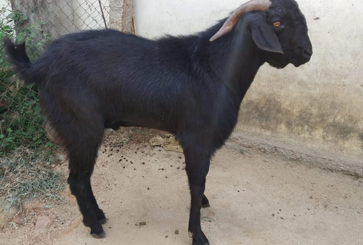 40 Thousand Goats To Be Sacrificed On Maghi Festival At shillai sirmour himachal pradesh