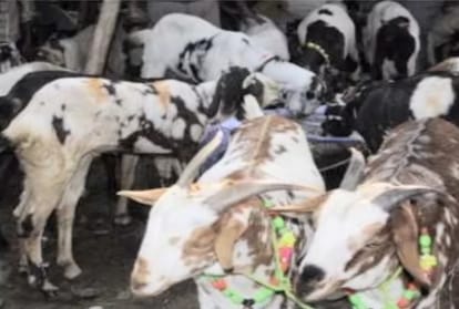40 Thousand Goats To Be Sacrificed On Maghi Festival At shillai sirmour himachal pradesh