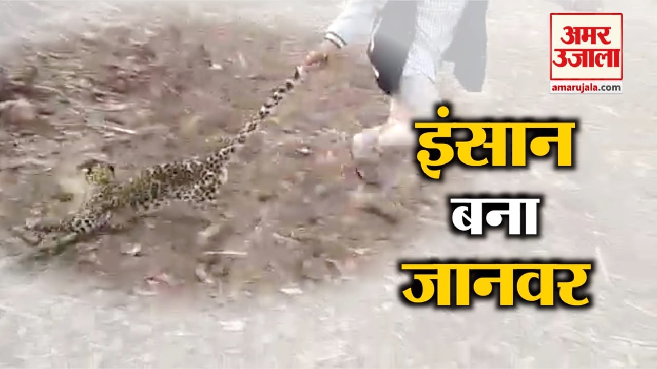 तेंदुआ