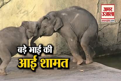 Elephant's children have a lot of fun in swimming pool, video viral