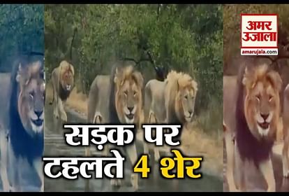 viral video 4 lion walk on road