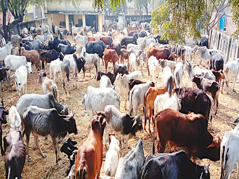Cow cattle, two killed in cattle ranch