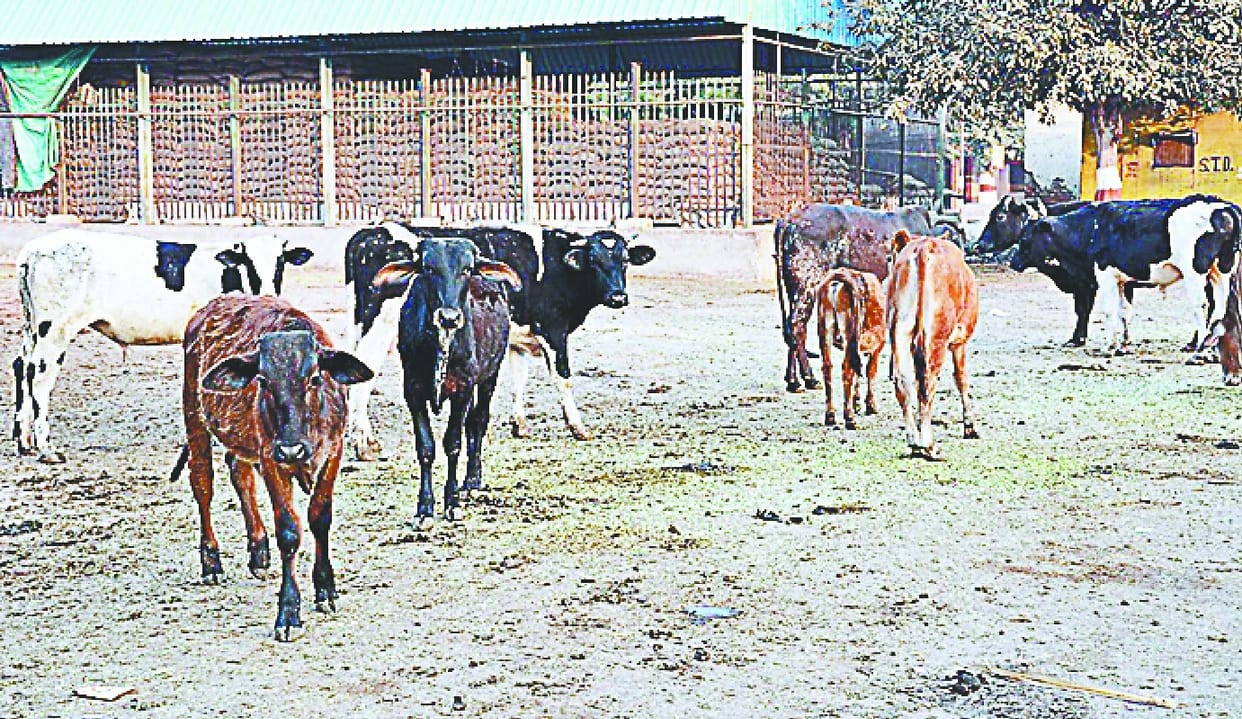Thousands of cattle in the district are forced to roam freely