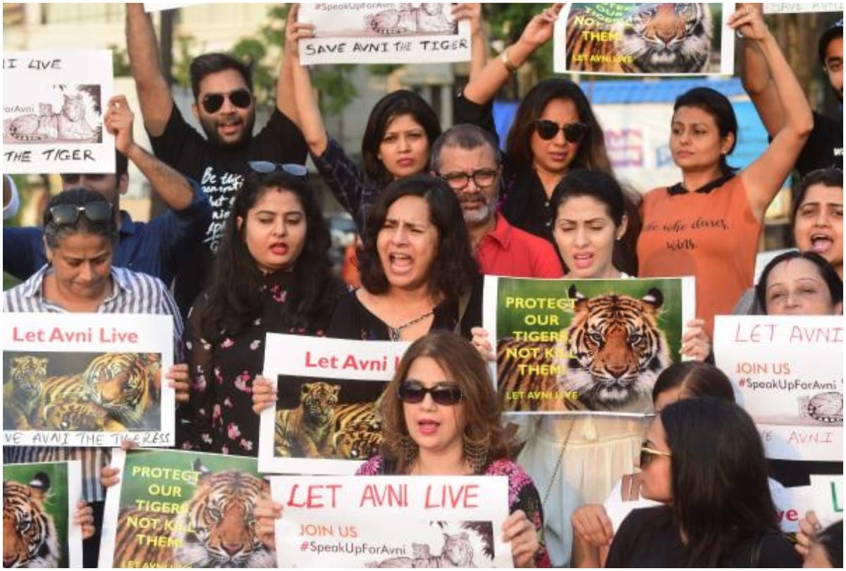 after tigress avni animanl welfare board to stop hiring hunters to kill animals