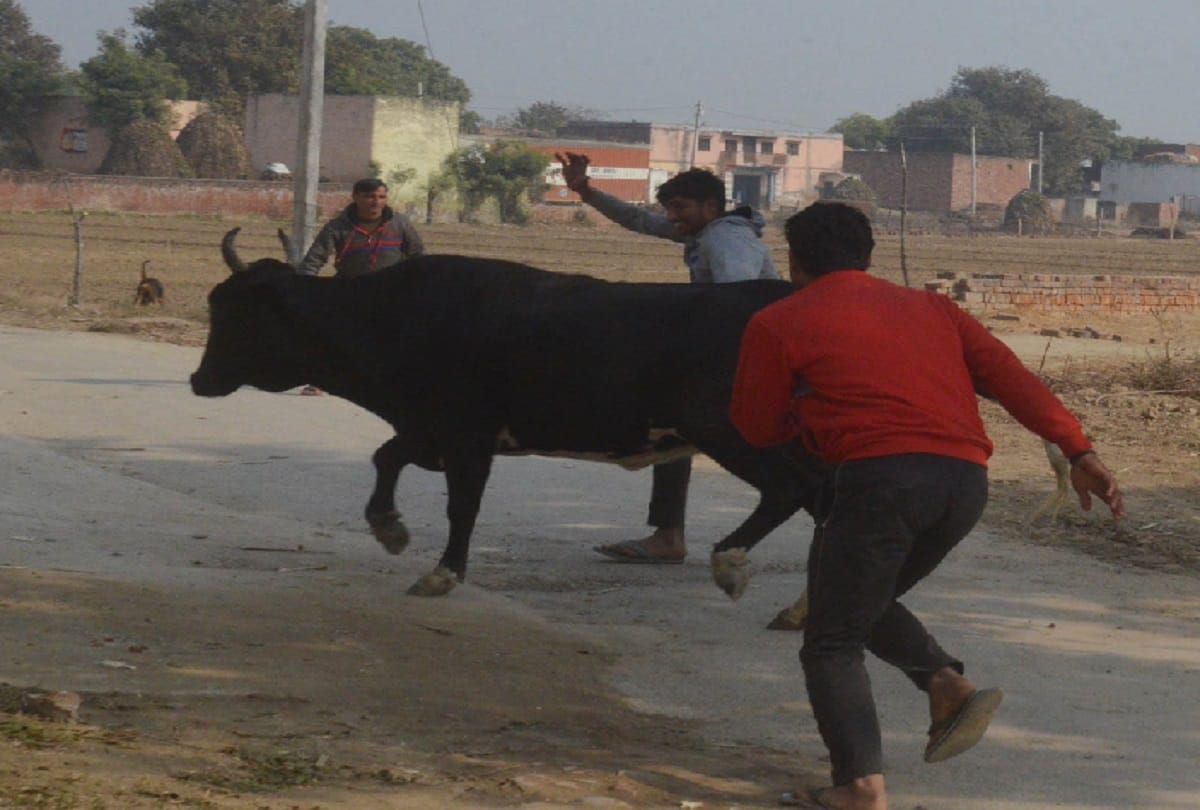 Meerut, situation of cows in Uttar Pradesh is not good and CM Yogi has ordered to catch cows