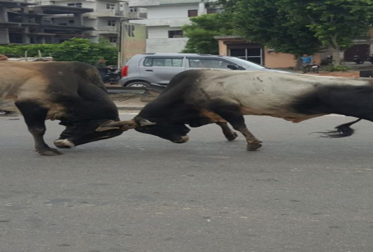 Bull terror in Kasganj Many Person Injured Hindi News