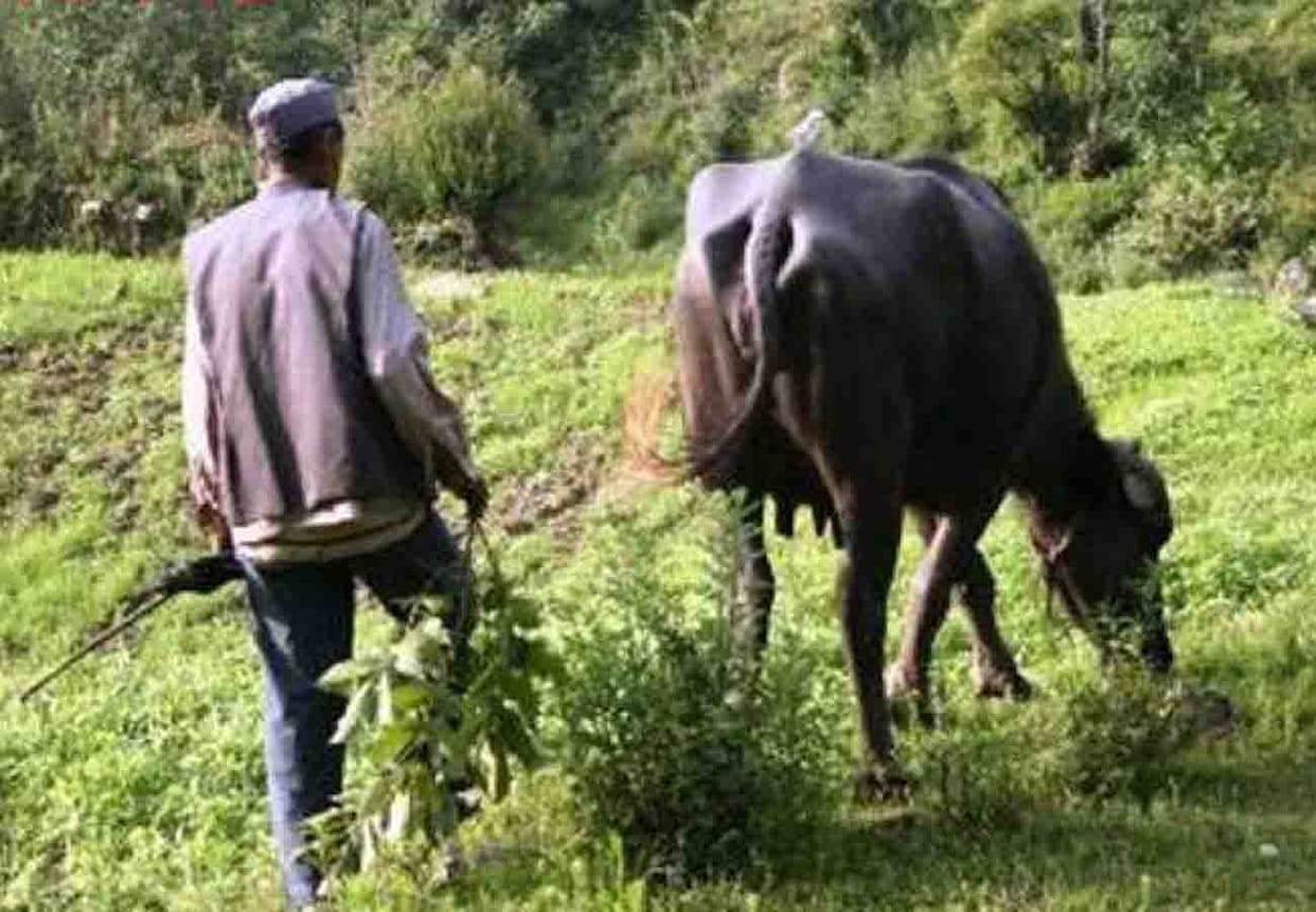 farmer found dead in field