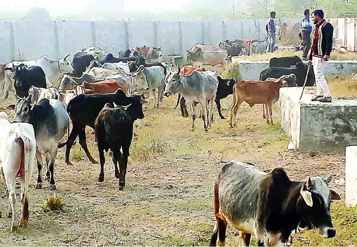 problem of cattle in kanpur and nearby district