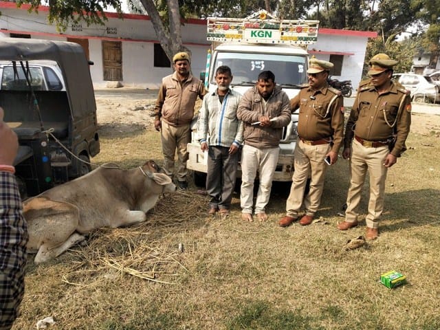 Five cows breed free, two arrested