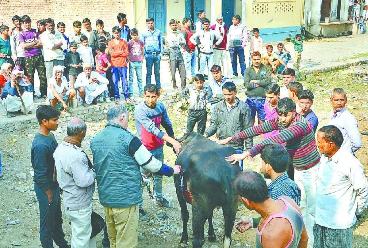 cow injured after gun shot during harsh firing in firozabad