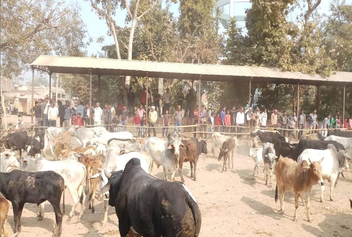 farmers made gaushala at mela ground in agra