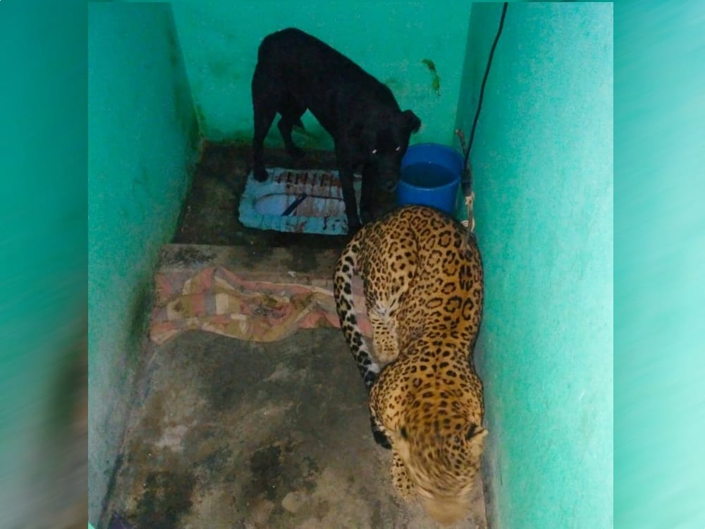 wild leopard and dog in one bathroom leopard scared of dog