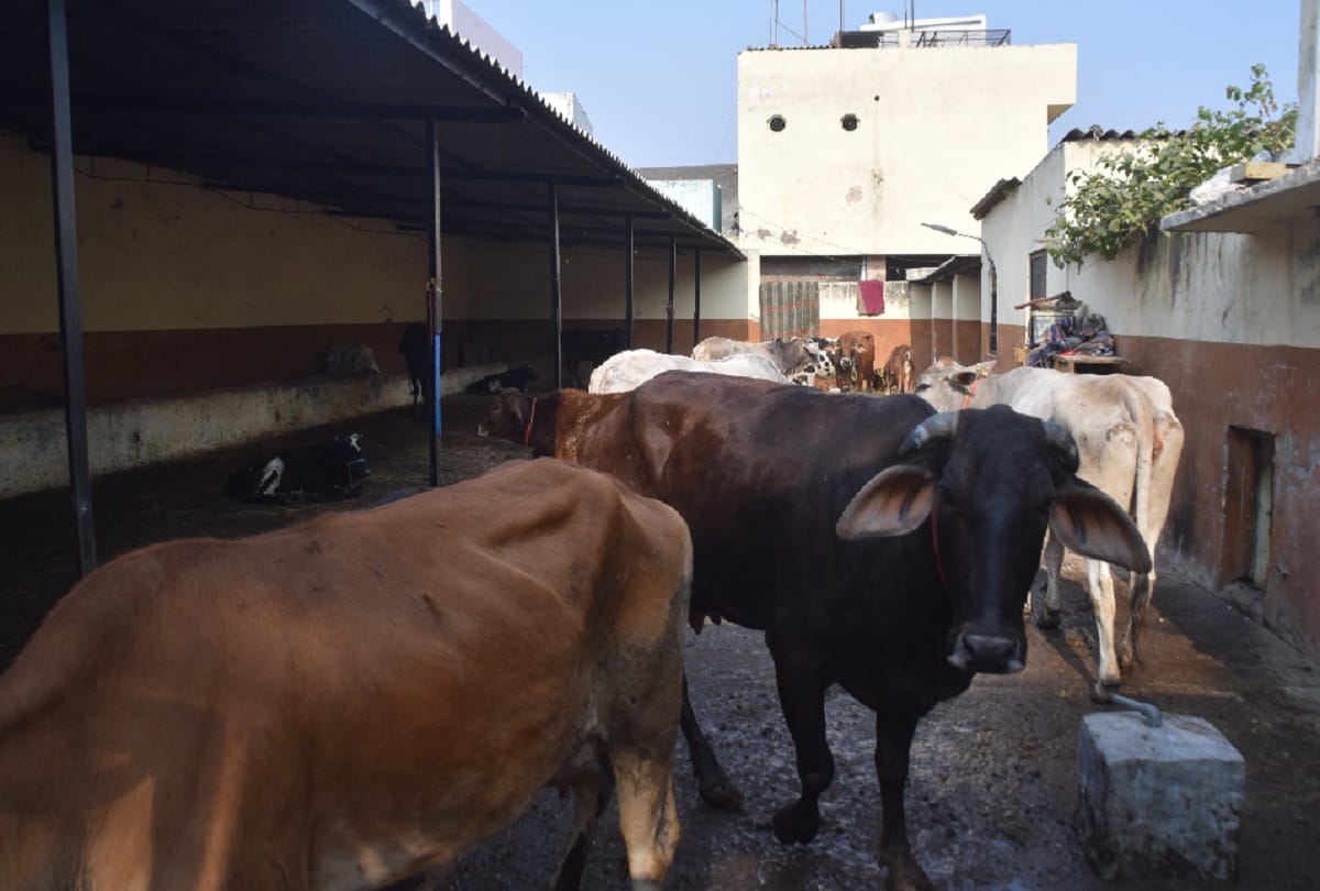 Meerut, cattle caught campaign of municipal corporation continues and four people are fined
