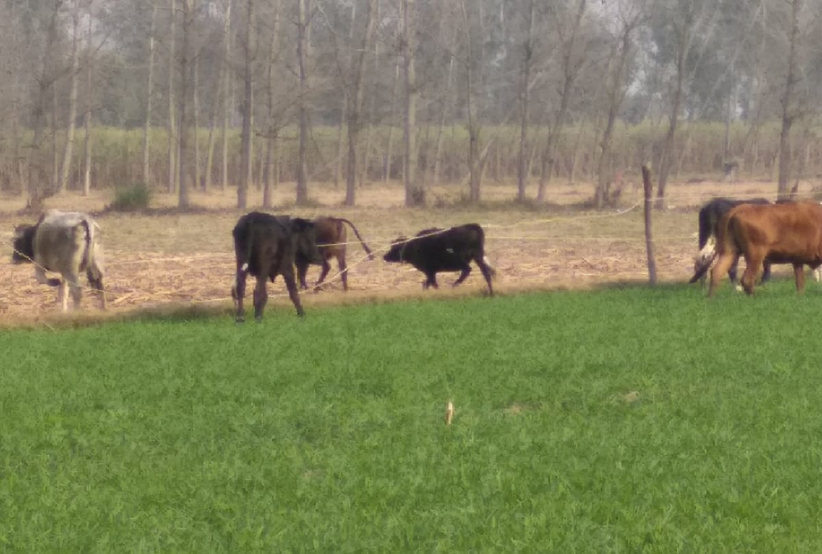 UP news, 81 cows caught in Meerut and nagar nigam employees beating