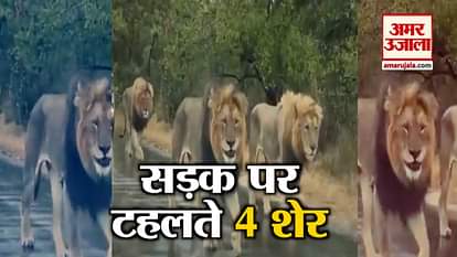 viral video 4 lion walk on road