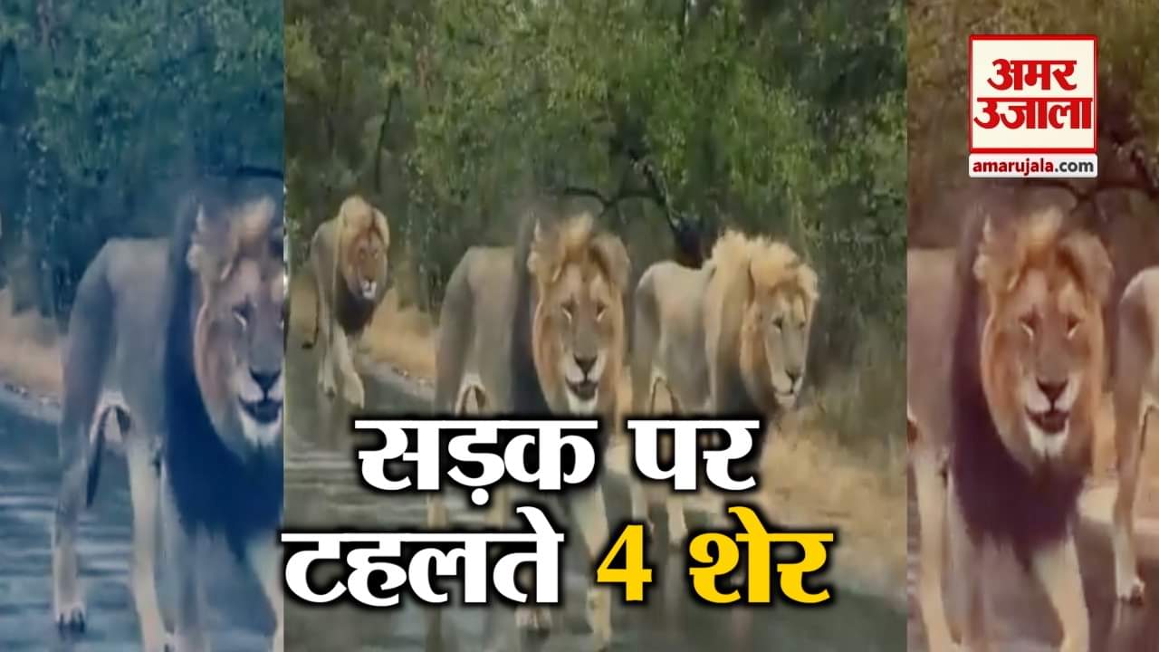 जब सड़क पर निकल पड़े 4 शेर और बढ़ गई सबकी धड़कनें