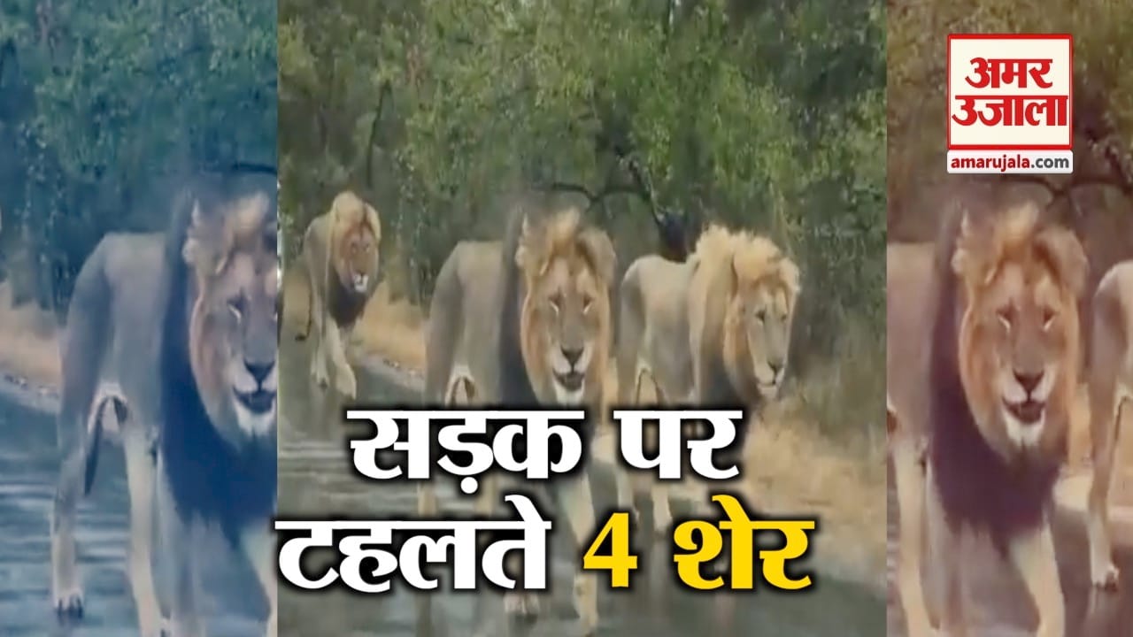 जब सड़क पर निकल पड़े 4 शेर और बढ़ गई सबकी धड़कनें