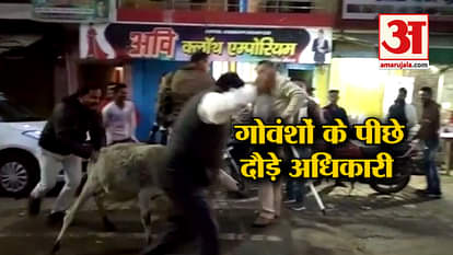in bulandshahr employees of municipal council running behind cattle