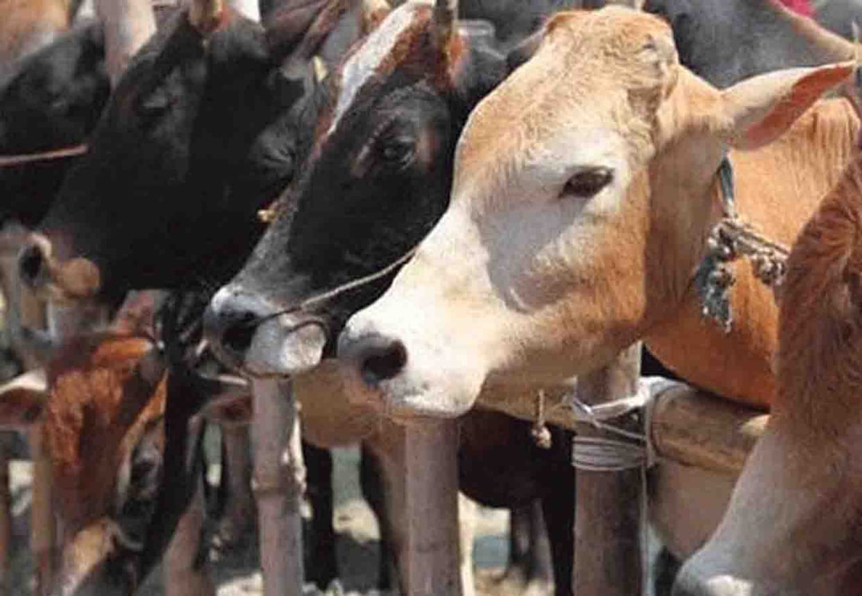 two cow found dead in gaushala