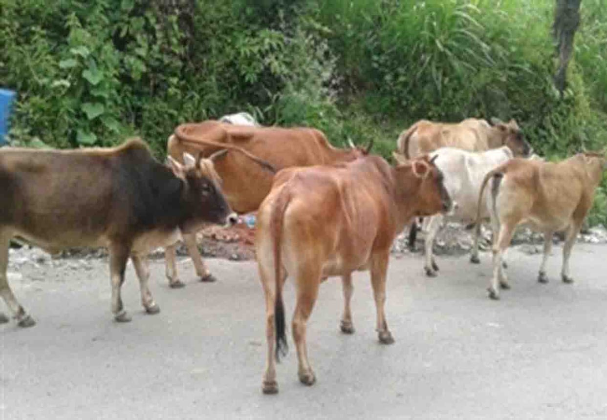 farmers troubled due to cattle problem