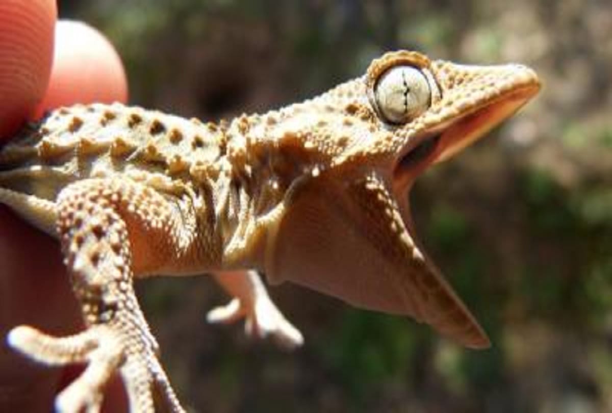 Squirming lizard removed from man’s ear in China beijing 