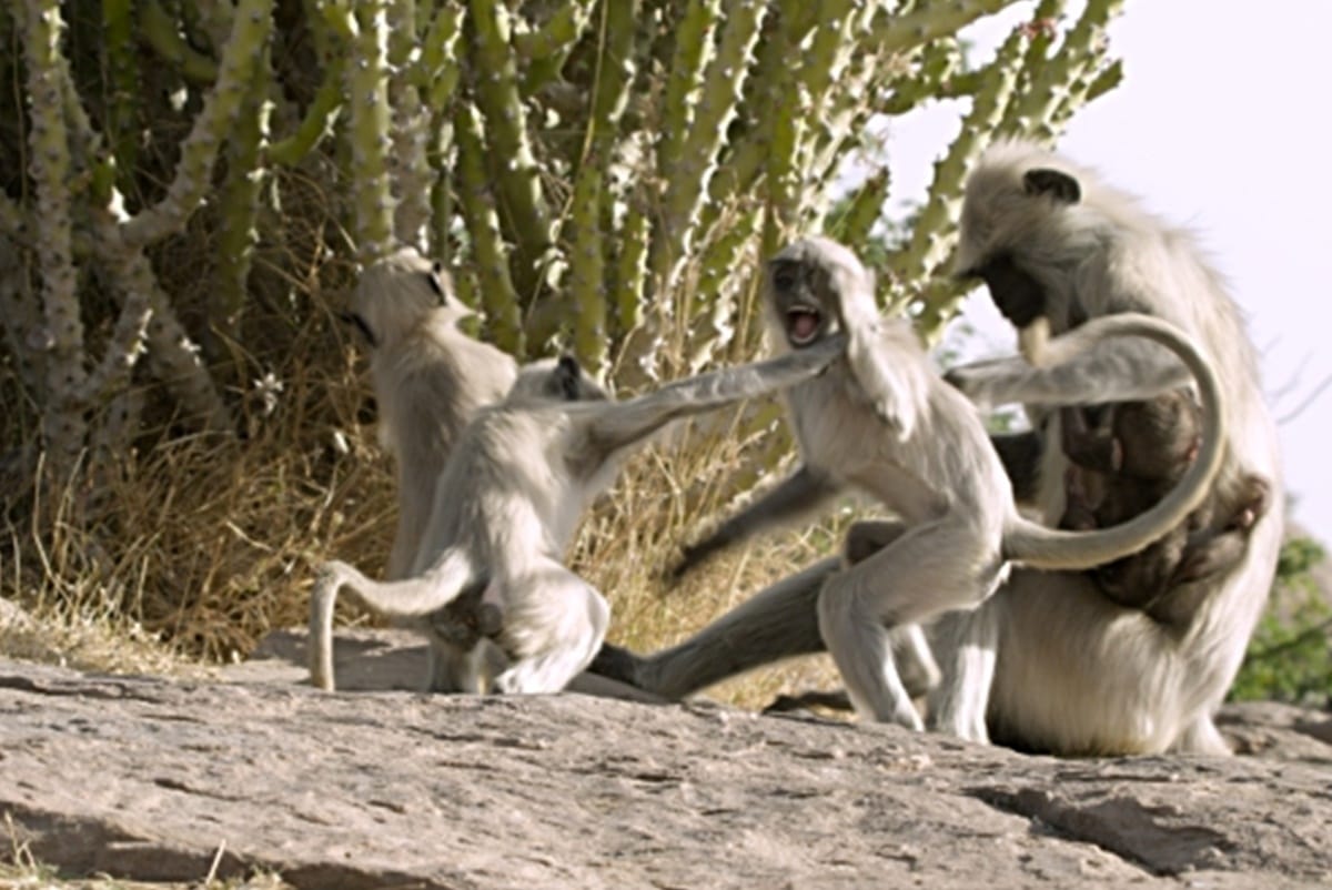 Maharashtra: school building wall collapsed as the group of two monkeys fought