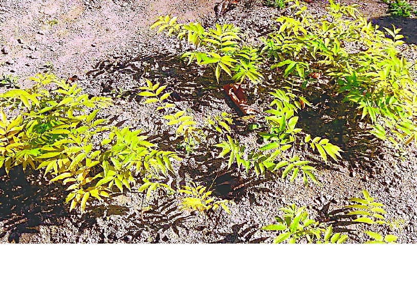 Forest Department will provide Retha's plants