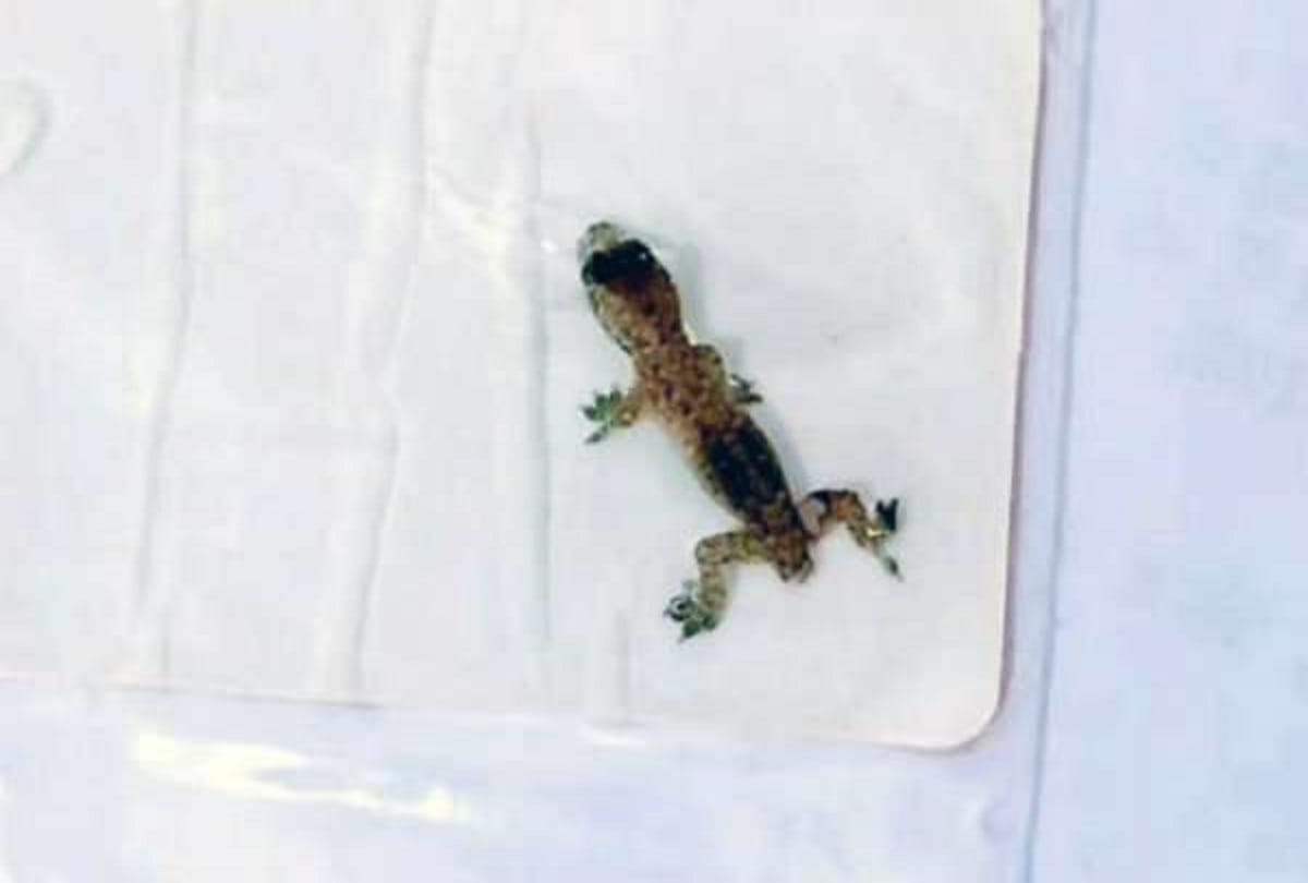 Squirming lizard removed from man’s ear in China beijing 