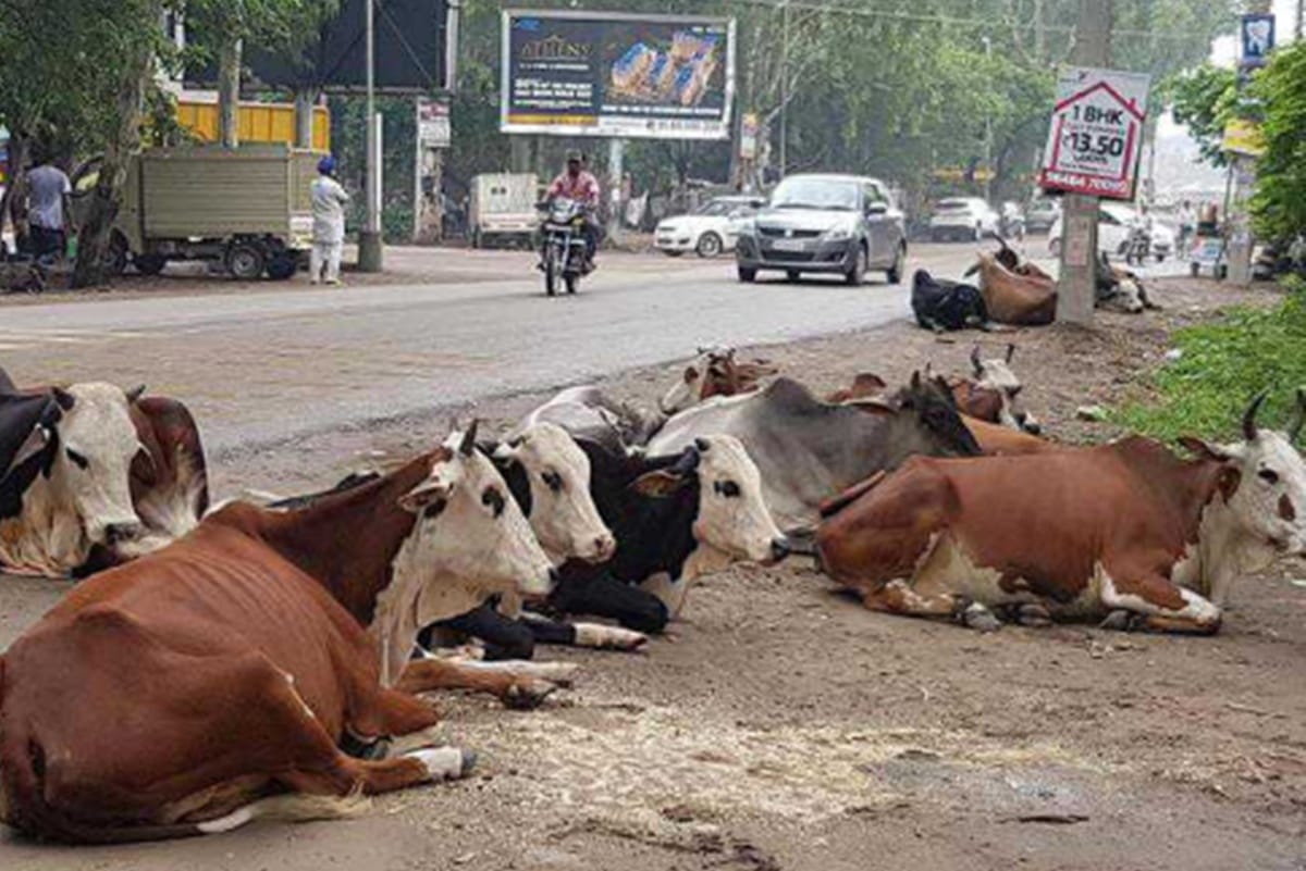 now stray cattle will be caught under swacha bharat mission