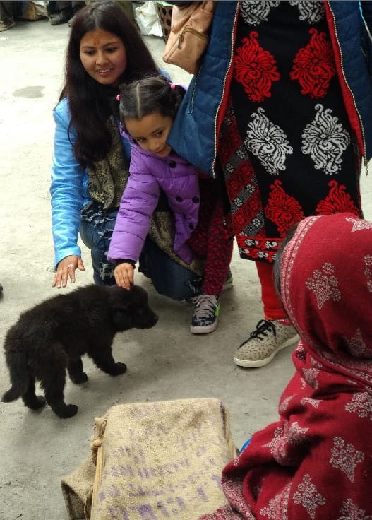 dog market without license