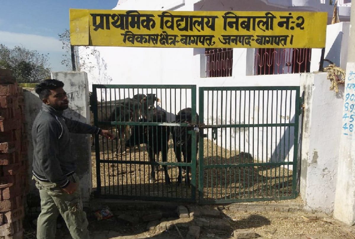 Baghpat, Govansh cattle became a problem for city and school was closed for this reason
