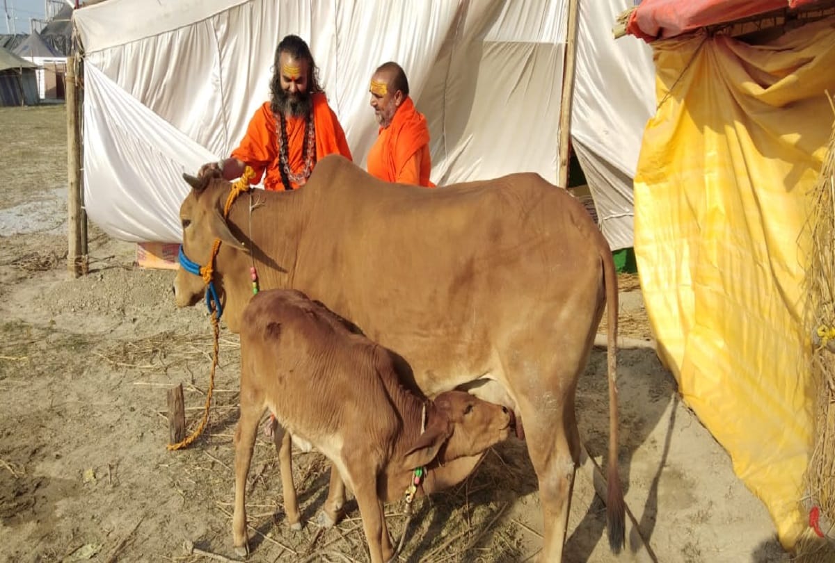 Kumbh 2019: more than five thousand cow and calf reached in Sangam within three days