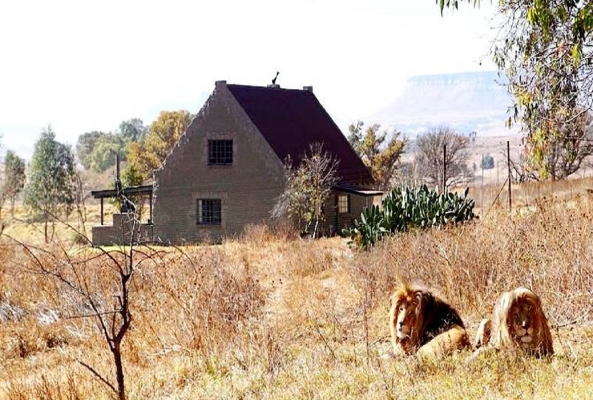 This quiet cottage in South Africa lets you stay near 70 lions for Rs 7,388