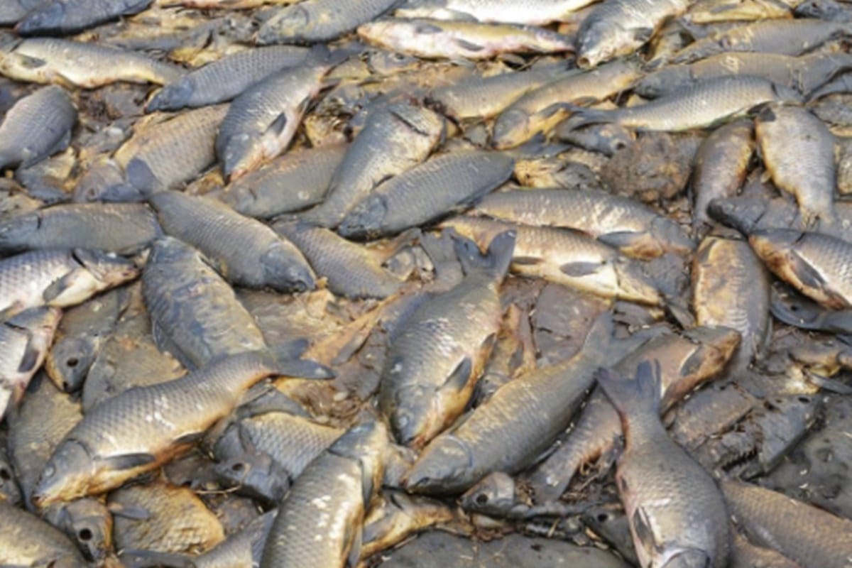 Thousands of fishes die due to drought in Australia