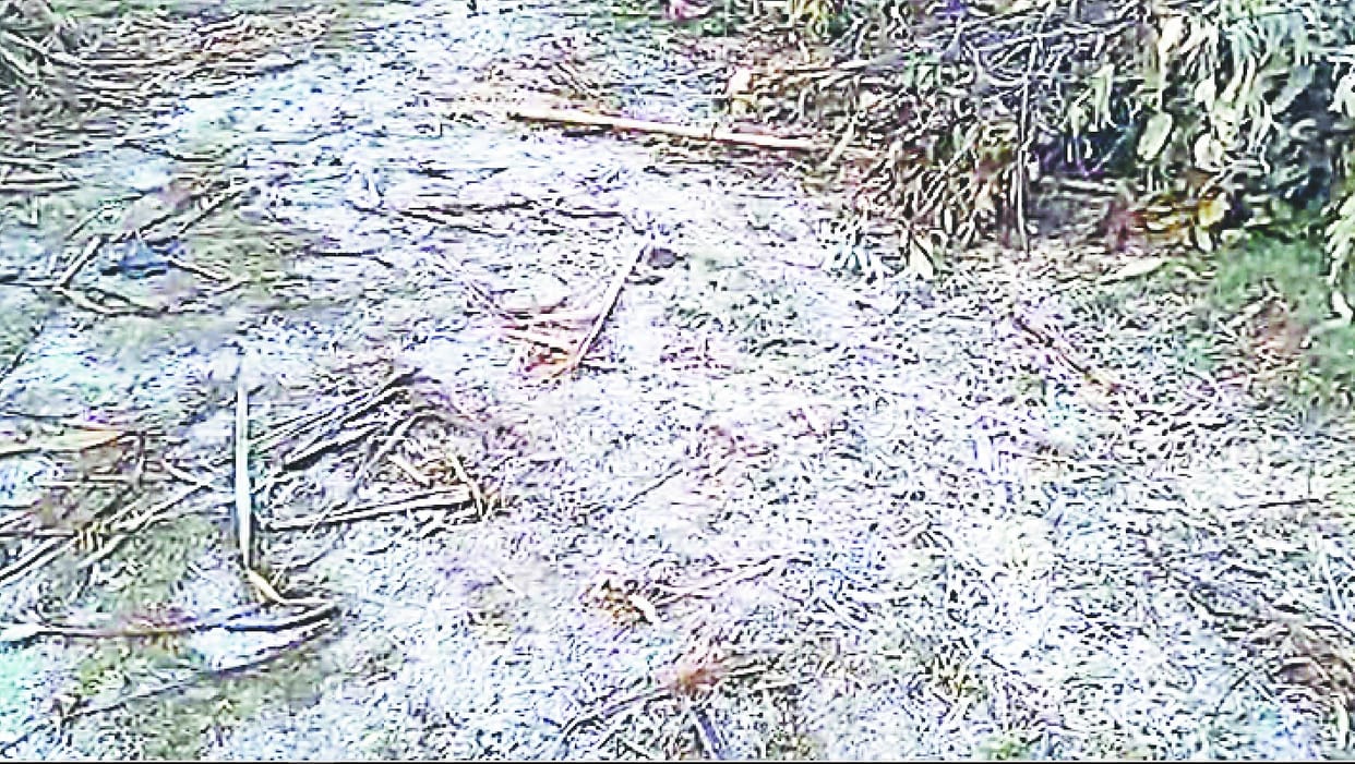 Loss of crops from winter