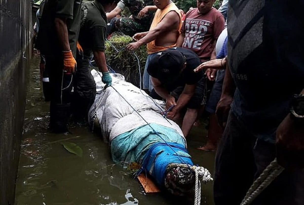 Female scientist Deasy Tuwo eaten alive by 17ft long crocodile Merry in Indonesia