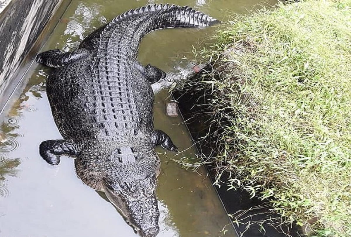Statue of Unity: Moving to the Crocodiles for the safety of tourists