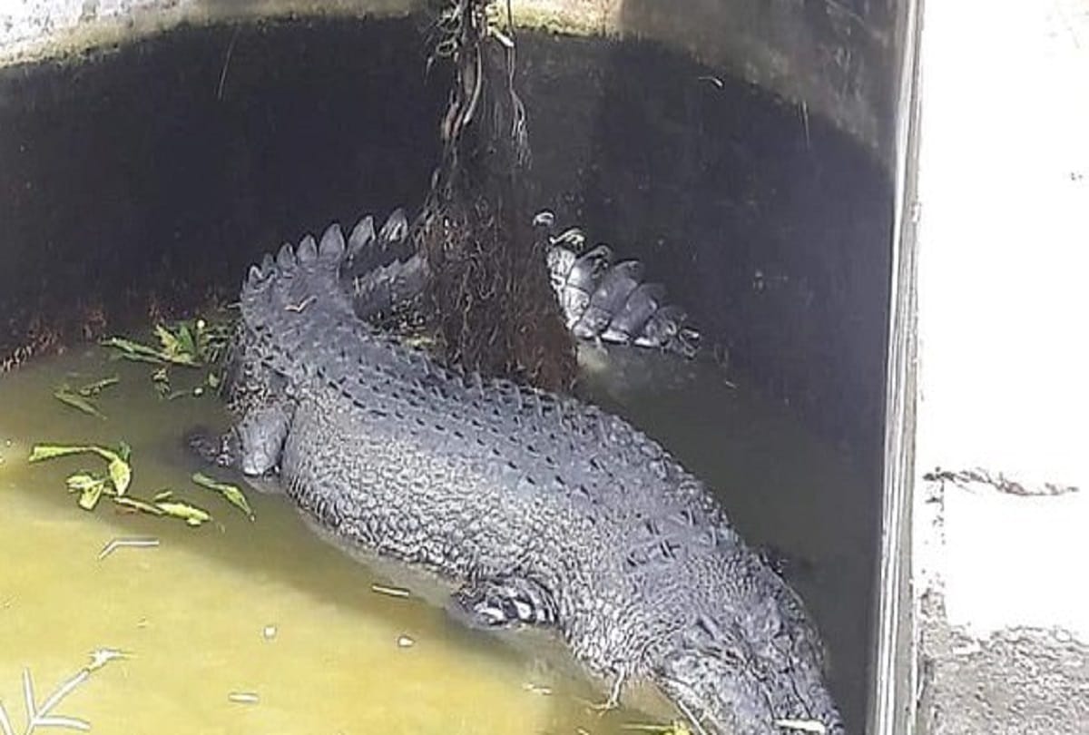 Female scientist Deasy Tuwo eaten alive by 17ft long crocodile Merry in Indonesia
