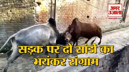 people get fear after bull fight on uttar pradesh hardoi road