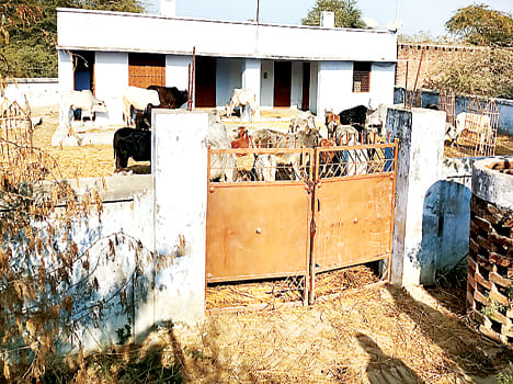 Chatta cattle stopped in panchayat building